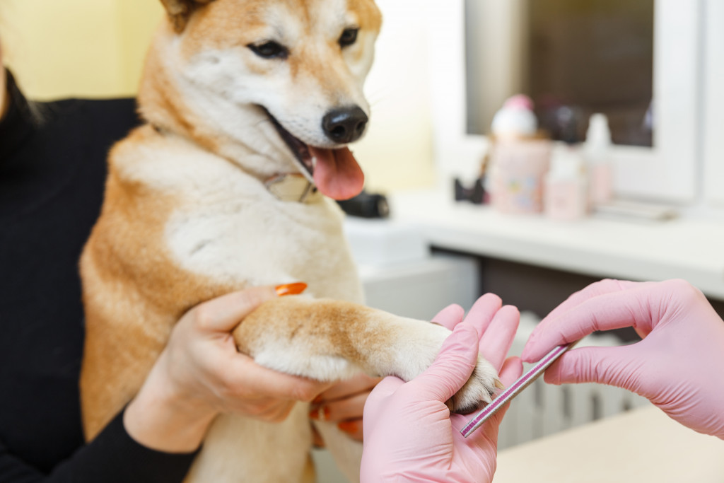 A dog getting professionally groomed