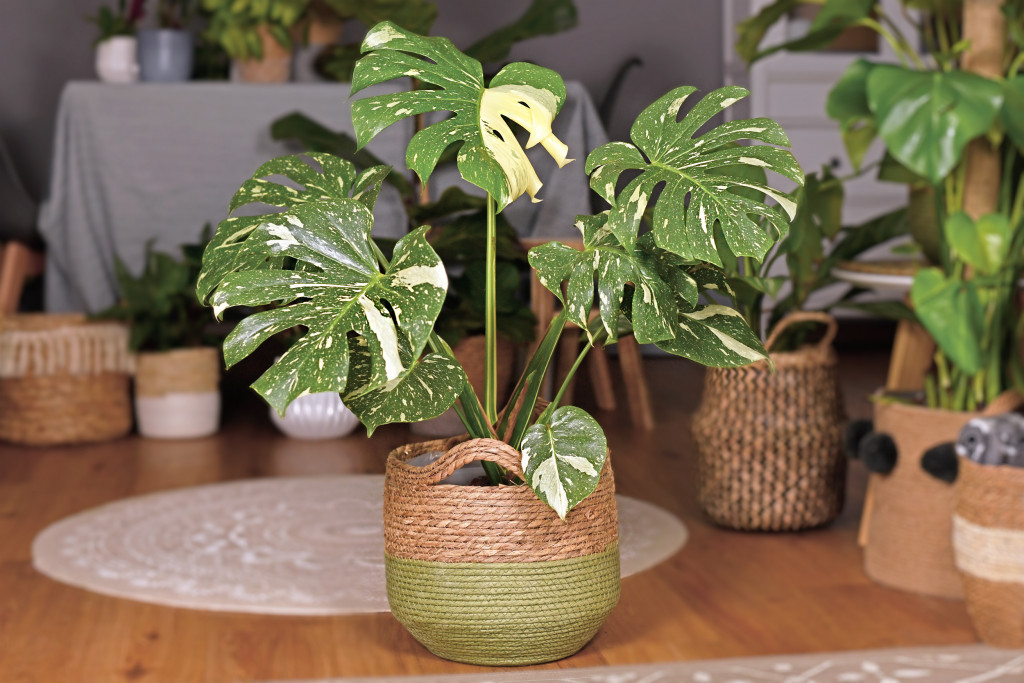 Monstera Deliciosa Thai Constellation plant in basket pot